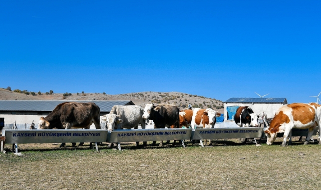 DİJİTAL KOLAYLIK HAYVANCILIKTA 