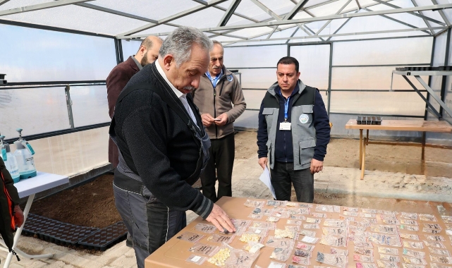 TALASTA TOHUMLAR YEŞERECEK